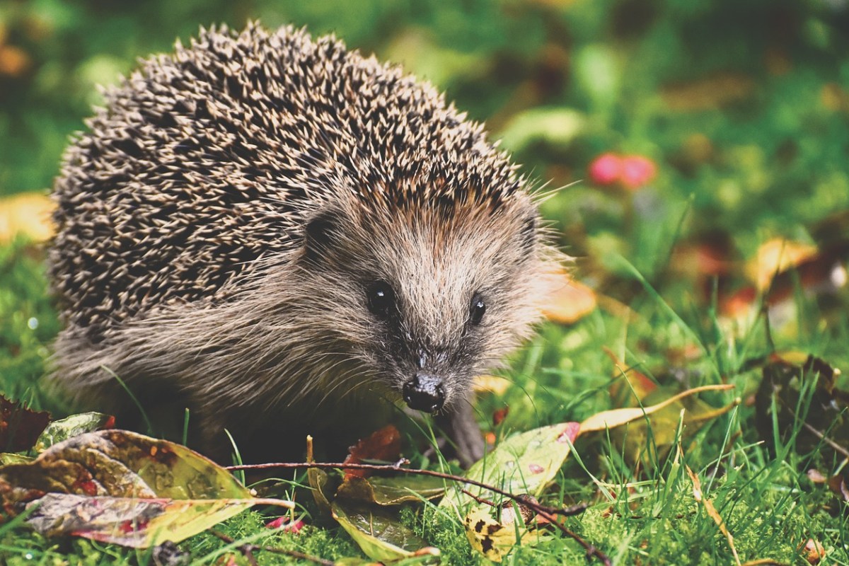 Rückgang der westeuropäischen Igel Eine alarmierende Warnung der IUCN
