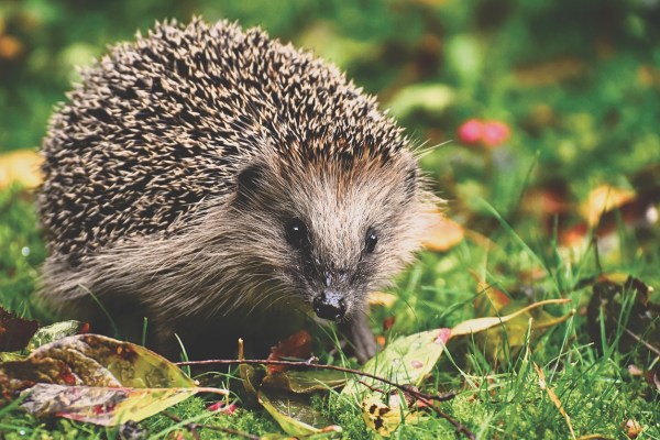 Igel erstmals auf Roter Liste der IUCN