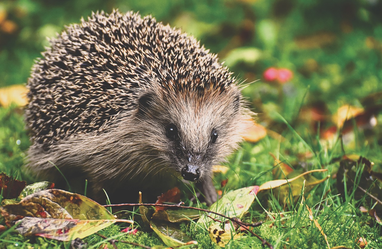 Rückgang der westeuropäischen Igel Eine alarmierende Warnung der IUCN