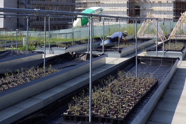 Schädlinge mit Biodiversität statt Insektiziden bekämpfen