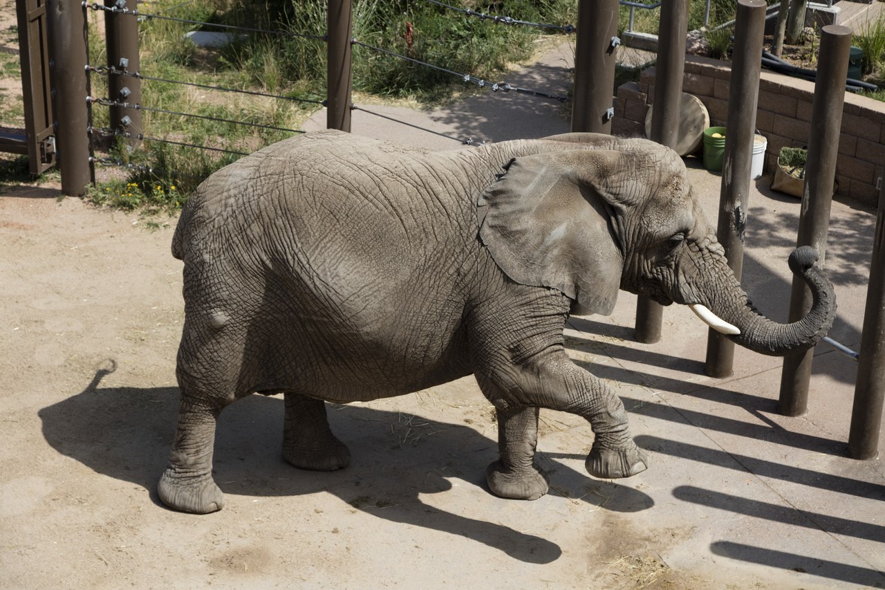 Sollten Elefanten die gleichen Rechte wie Menschen haben