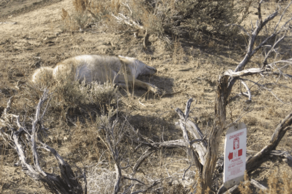 USA: Die Gefahren von M-44 Zyanidbomben für Wildtiere