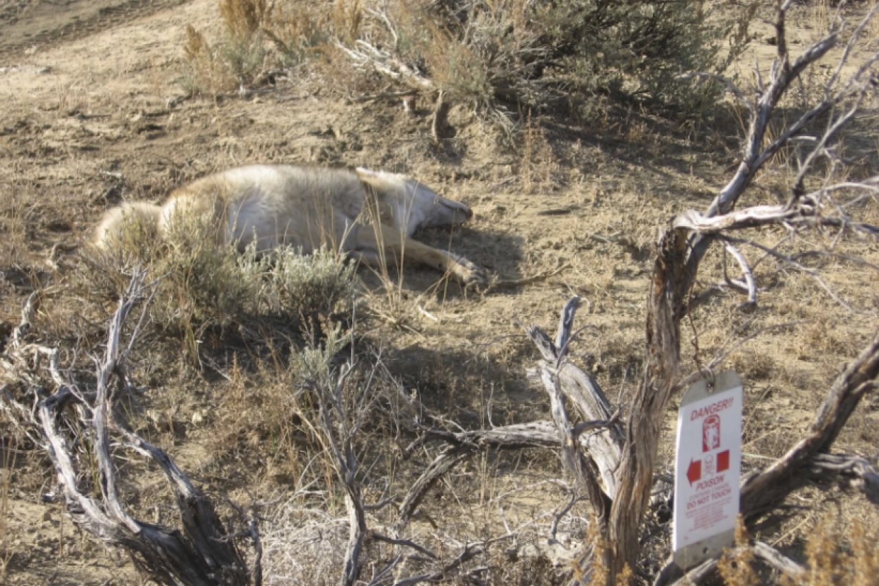 USA Die Gefahren von M-44 Zyanidbomben für Wildtiere