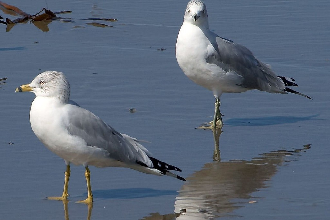 Verhütungsmittel für Möwen als Lösung für städtische Probleme