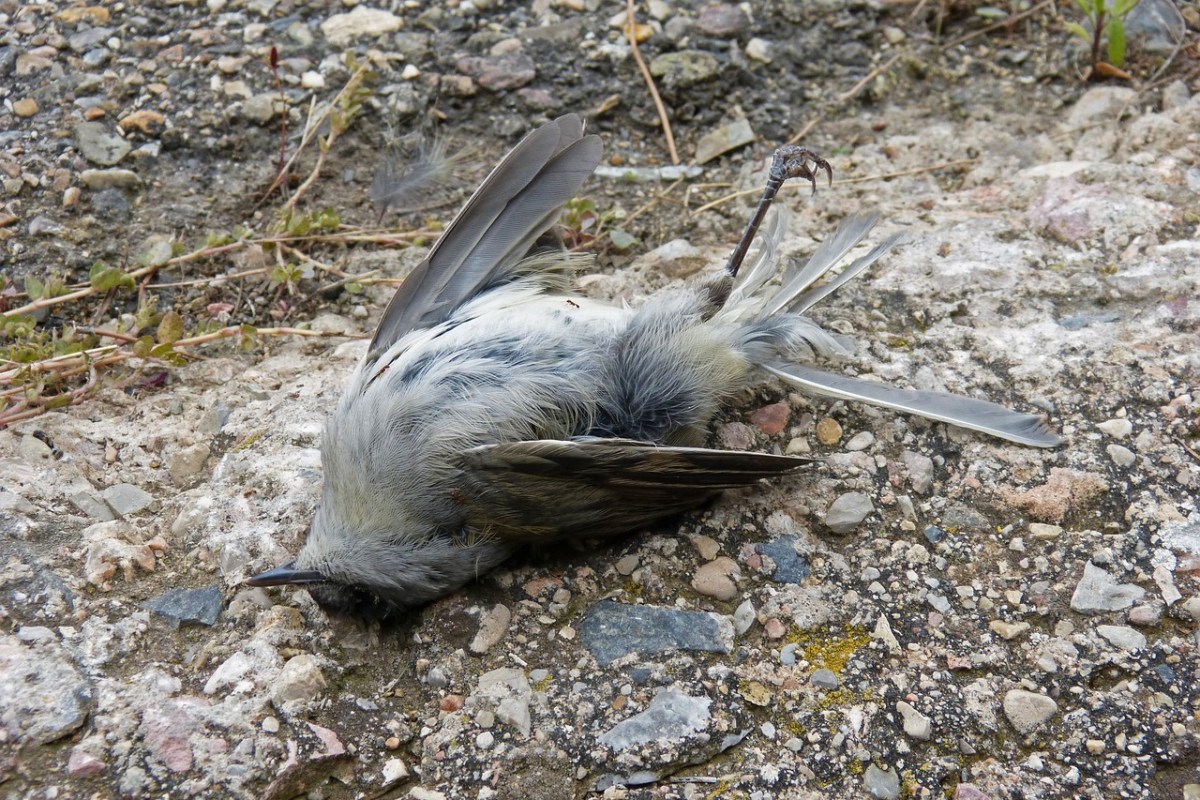 Vogelschutzgesetz Parlament trifft Entscheidung für Neubauten