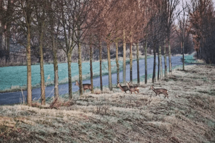 Wildwechsel: Vorsicht bei Zeitumstellung