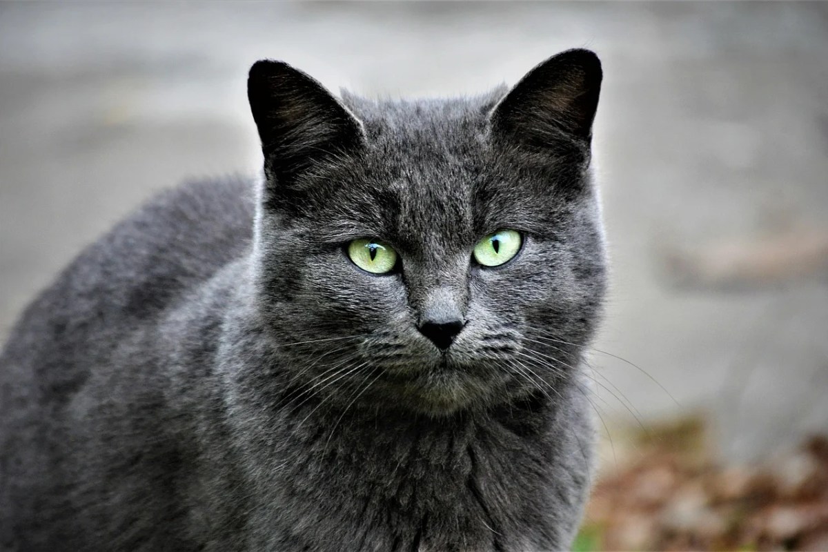 Zahnprobleme bei Katzen Anzeichen, Prävention und Behandlung