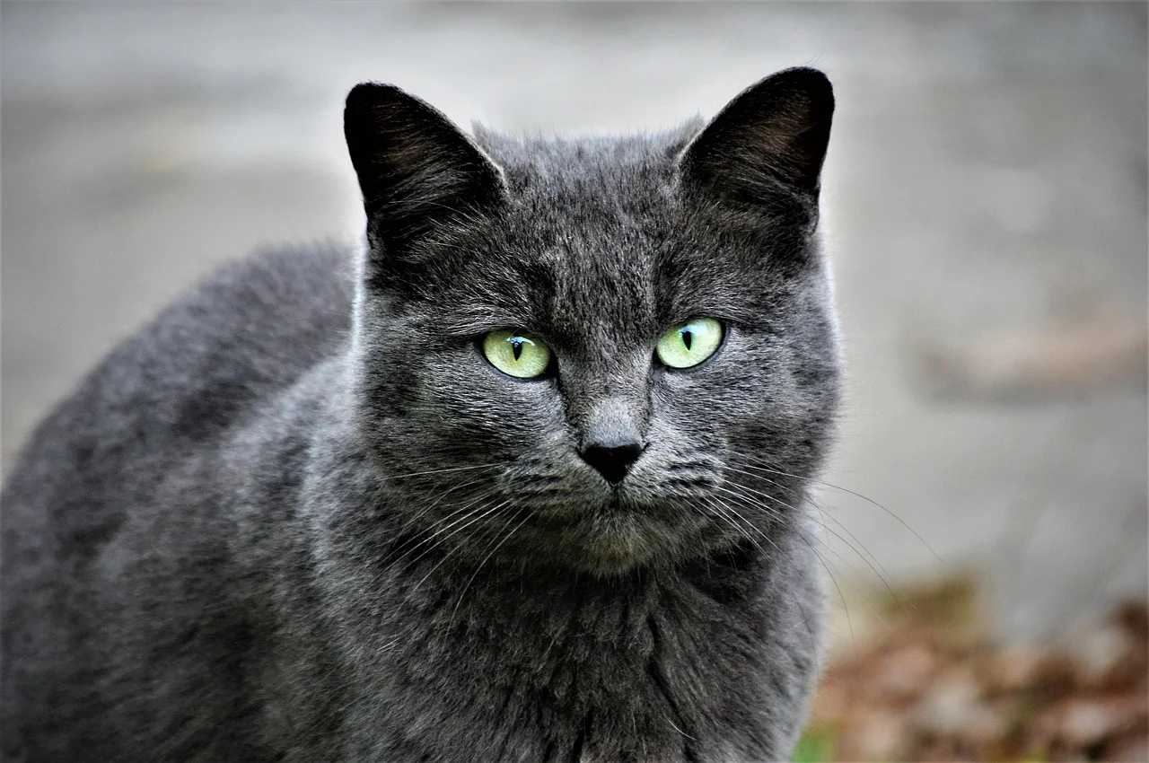 Dental problems in cats: signs, prevention, and treatment