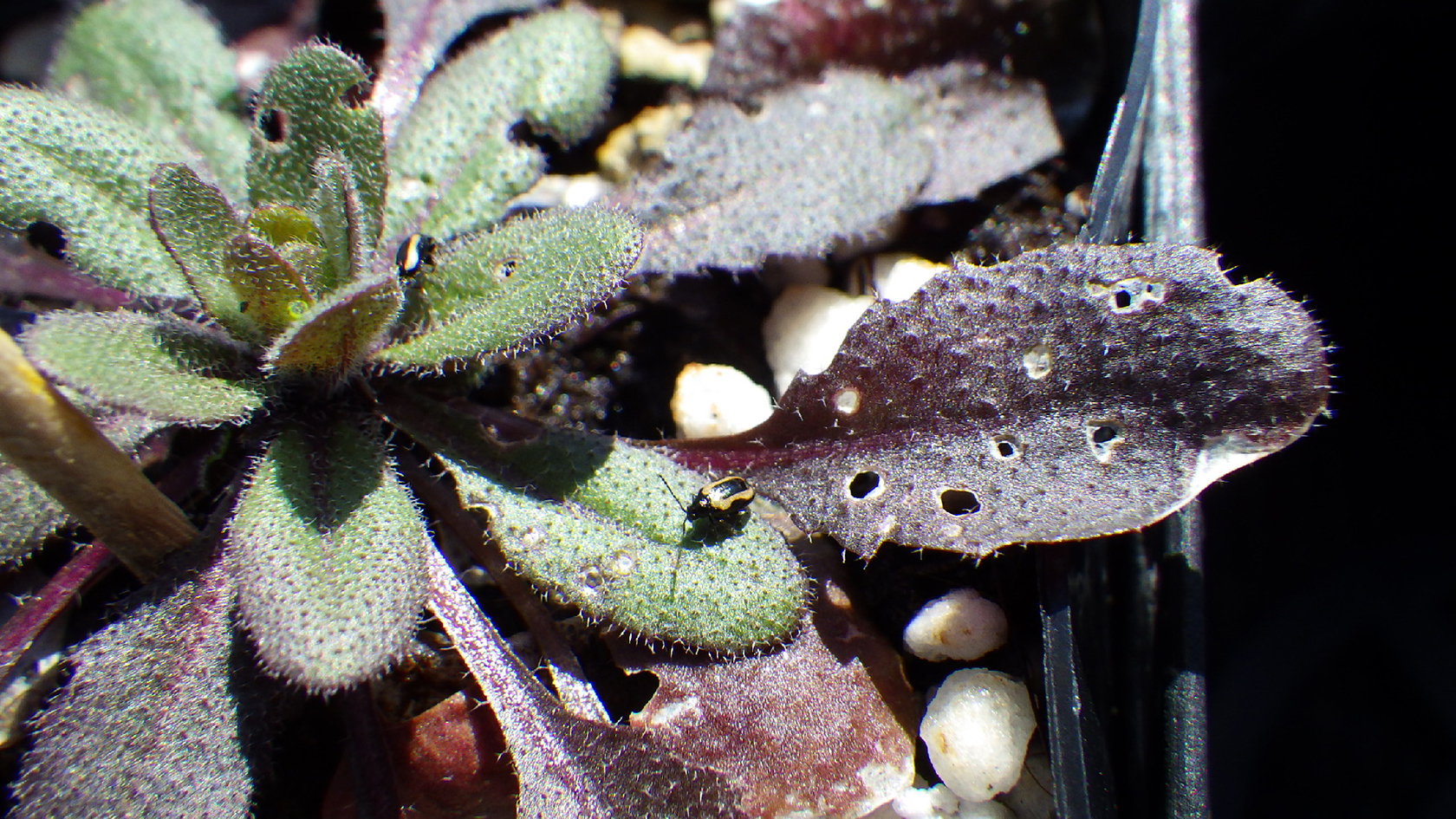 Flohkäfer befallen eine Arabidopsis thaliana und hinterlassen Schäden an der Pflanze. (Bild: UZH)