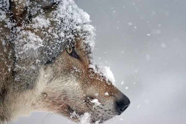 Wolf in Deutschland: 209 Rudel im Monitoringjahr 2023/24