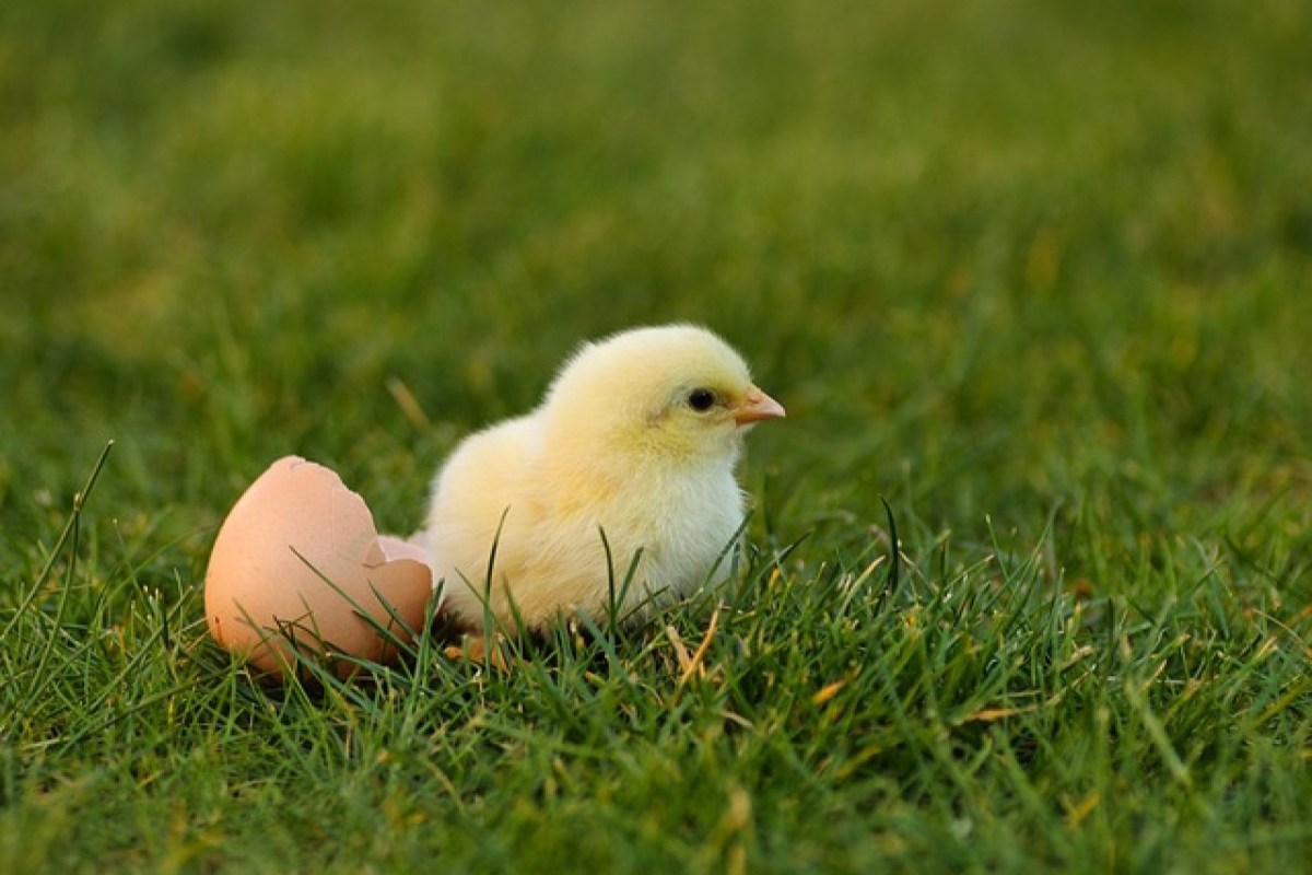 Das Ei kam vor dem Huhn