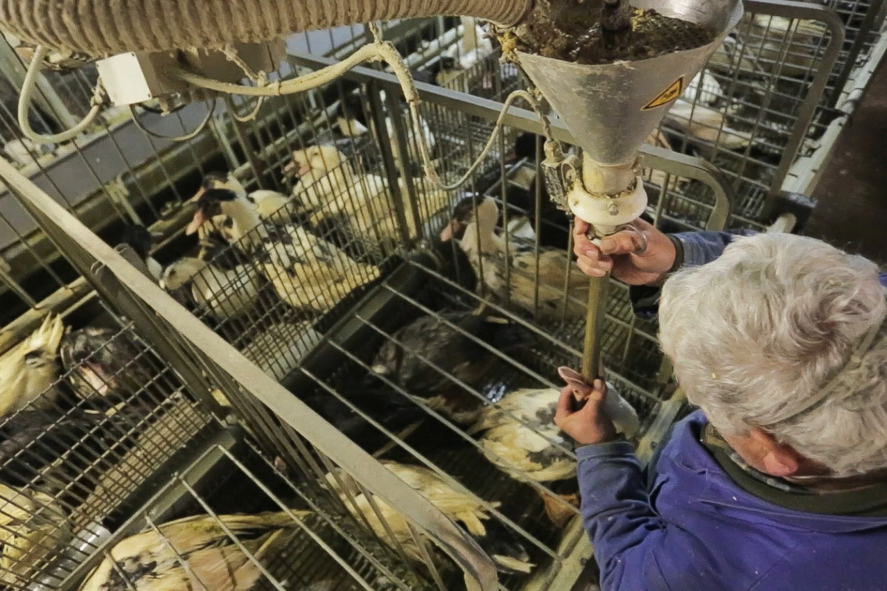 Stopfleber: Migros und Denner als Hauptverkäufer entlarvt