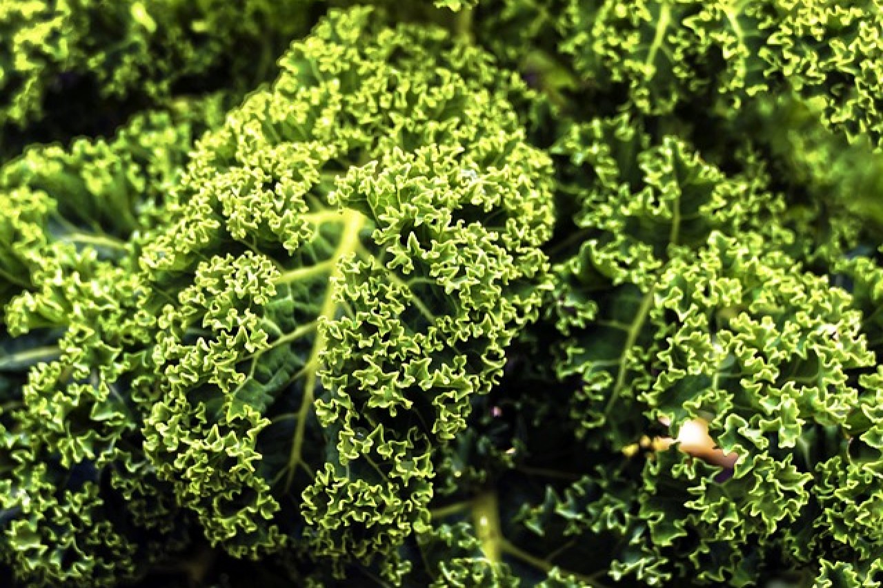 Kale: The Palm of the North