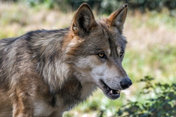 Hohe Überlebensraten erklären Wolfsausbreitung