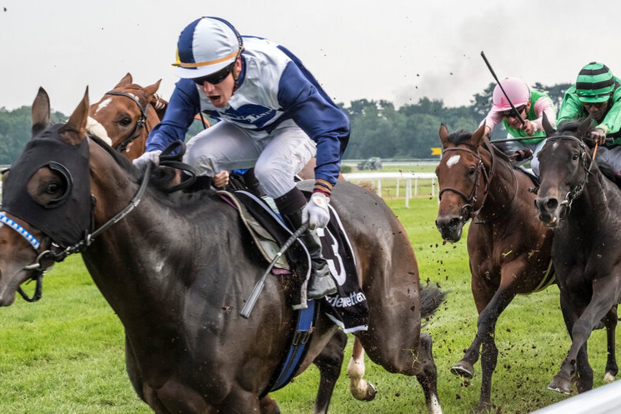 Thoroughbred racing: Animal Welfare Federation demands transparency