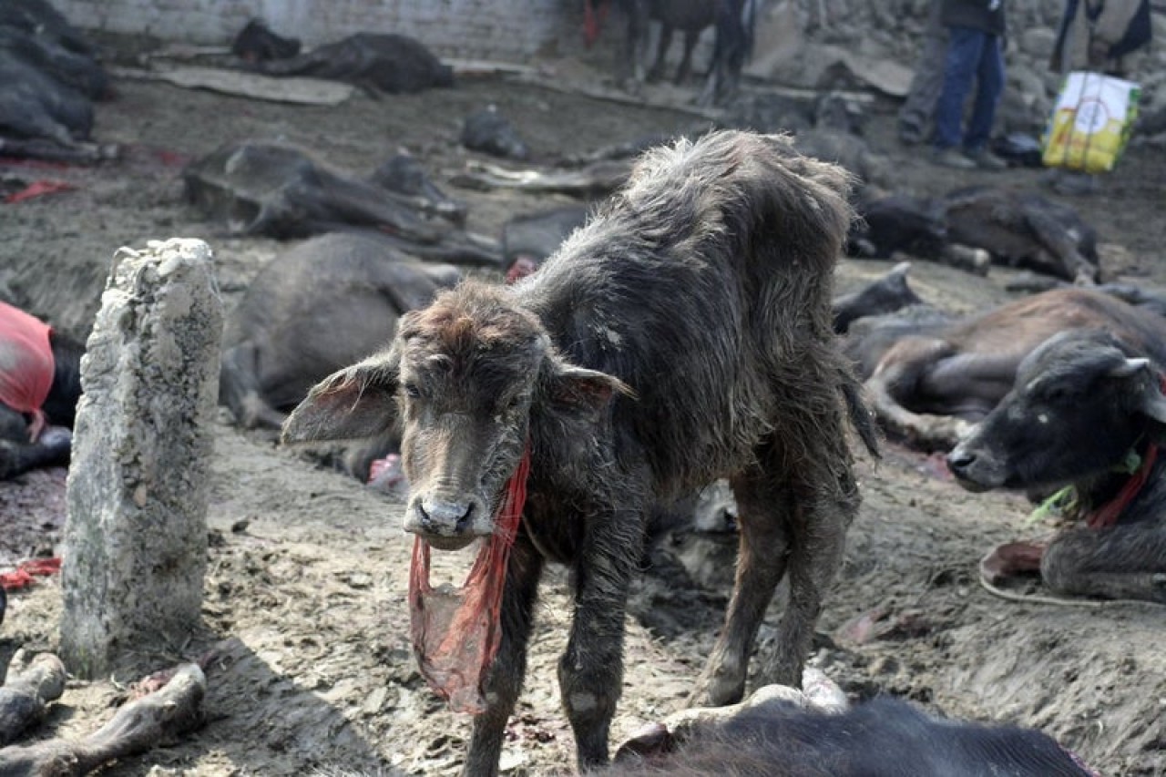 Nepal: Gadhimai-Fest soll ohne Tieropfer gefeiert werden