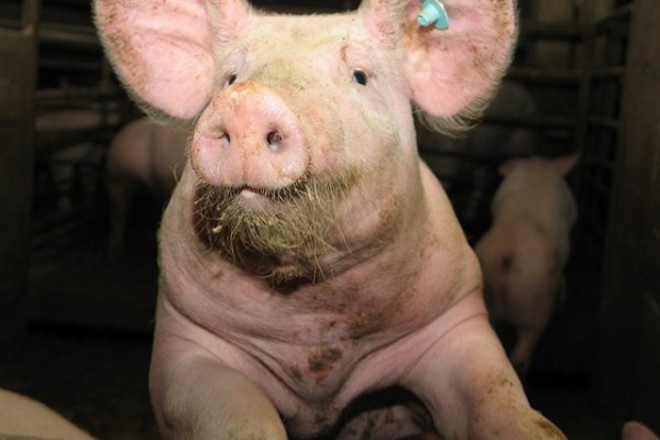 Tierschutzgesetz droht nach Ampel-Aus zu scheitern