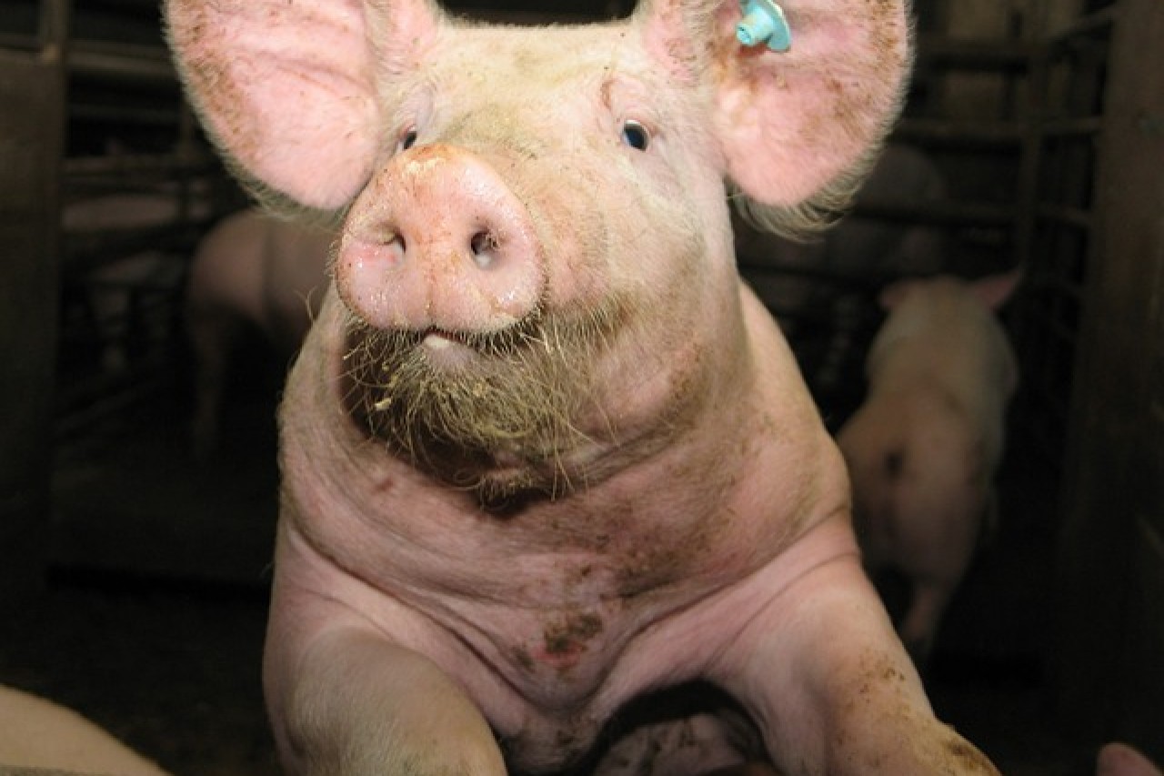 Tierschutzgesetz droht nach Ampel-Aus zu scheitern