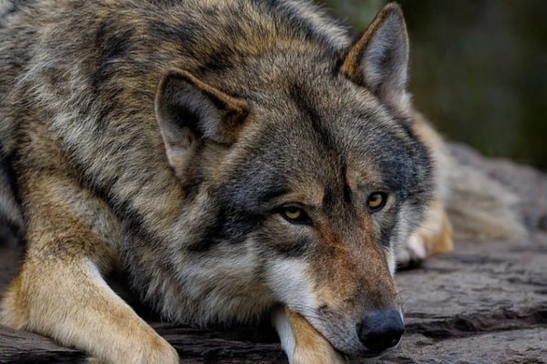 Nutztierrisse sinken, Wolfsabschüsse steigen