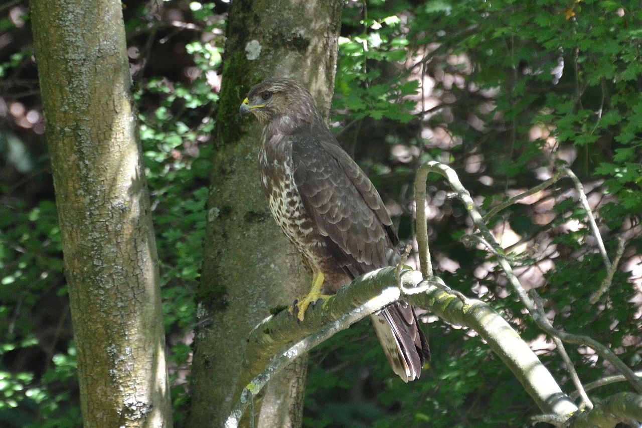 Die unhaltbaren Zustände der Hobby-Jagd im Kanton Basel-Landschaft