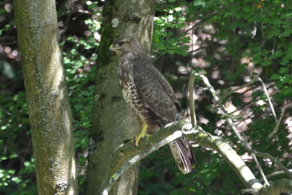 Hobby-Jagd Basel-Landschaft: Jagdhunde hetzen Wildschwein