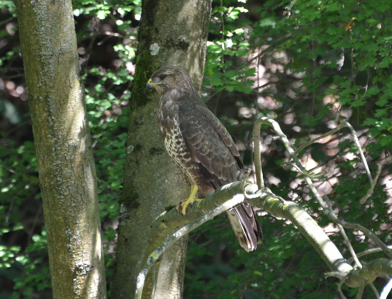 Le condizioni insostenibili della caccia ricreativa nel cantone di Basilea Campagna