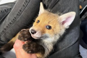 Tierschutz versus Jagdpraktiken in der Schweiz
