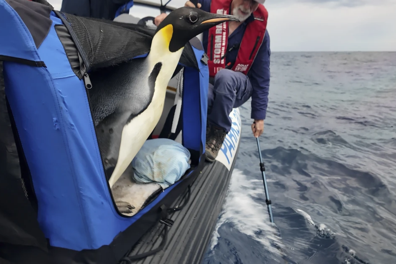 Kaiserpinguin Gus kehrt nach Australien ins Meer zurück