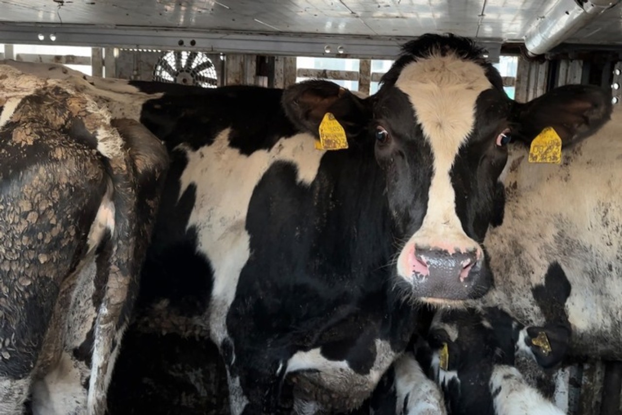 ZDF-Reportage: Tiertransporte mit tödlichem Ausgang