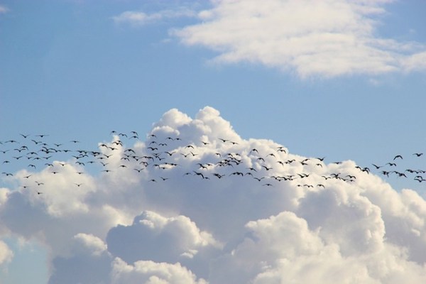 Studie: Vögel navigieren mit dem Magnetfeld der Erde