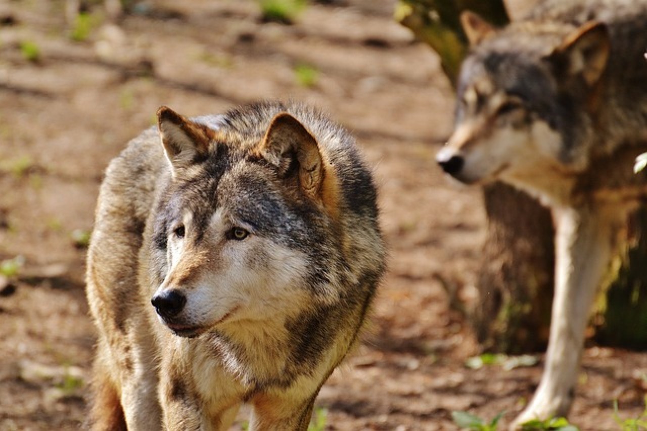 Wolf missbraucht? EU-Pläne sorgen für Proteststurm
