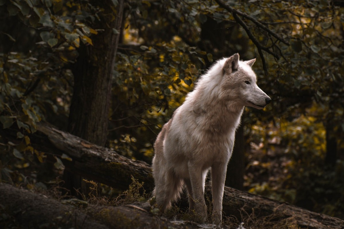 Wolfsmonitoring im Kanton Glarus Pilotprojekt mit Peilsendern für Wolfsrudel