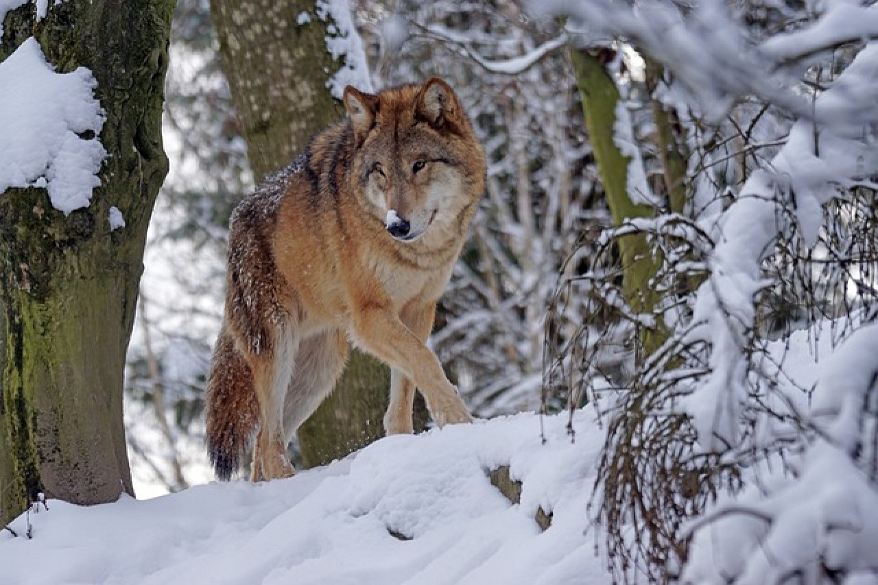 Wolf Schweiz: 35 Rudel, 39 Abschüsse bis Mitte November
