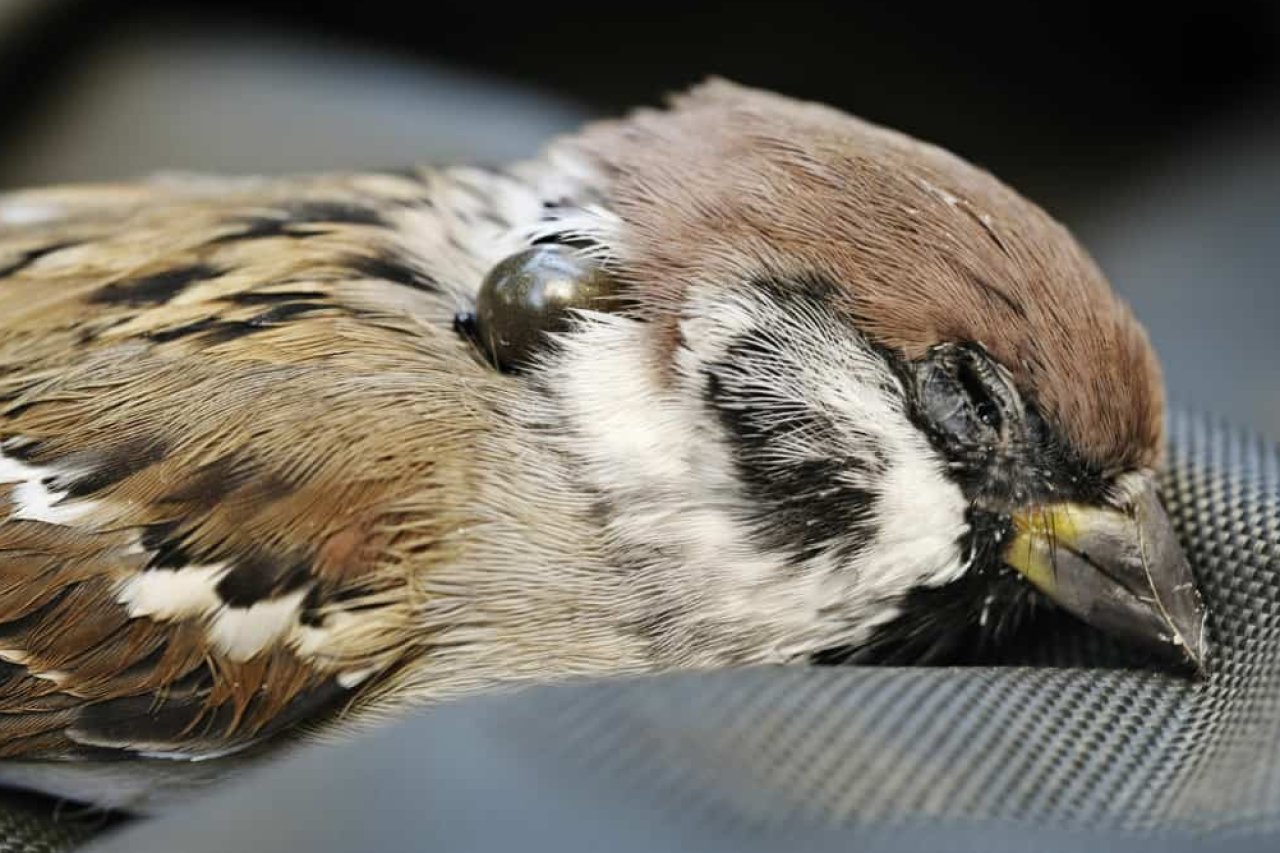 Zecken trampen auf Zugvögeln und verbreiten Krankheiten