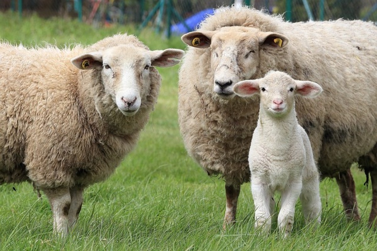 Zewo nimmt Schweizer Tierschutz STS von «schwarzer Liste»