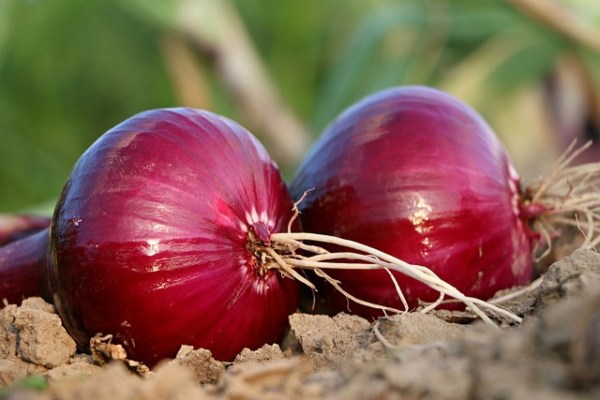 Oignon : une saveur concentrée