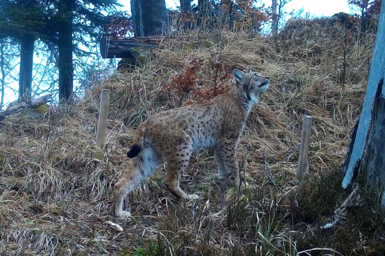 Resultate Luchsmonitoring Zentralschweiz West