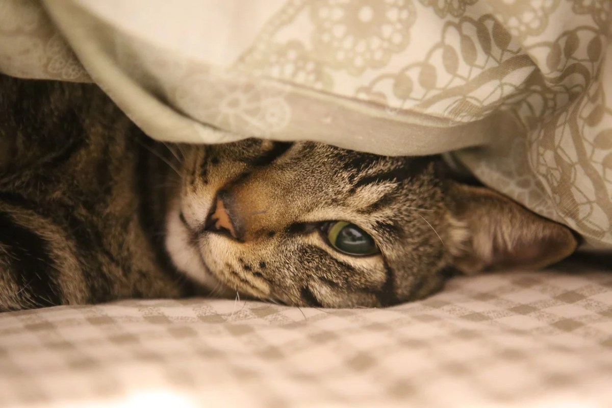 Arthrose bei älteren Katzen Symptome erkennen und Schmerzen lindern