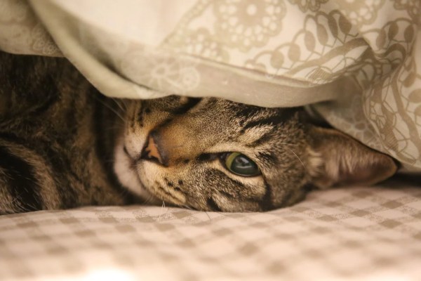 Arthrose bei Katzen: Symptome erkennen und lindern