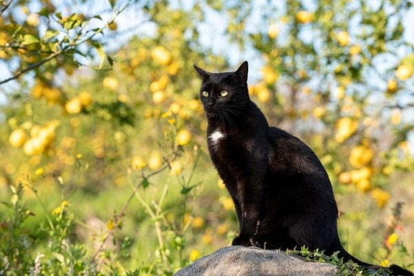 Schweiz prüft Chip-Pflicht für Katzen