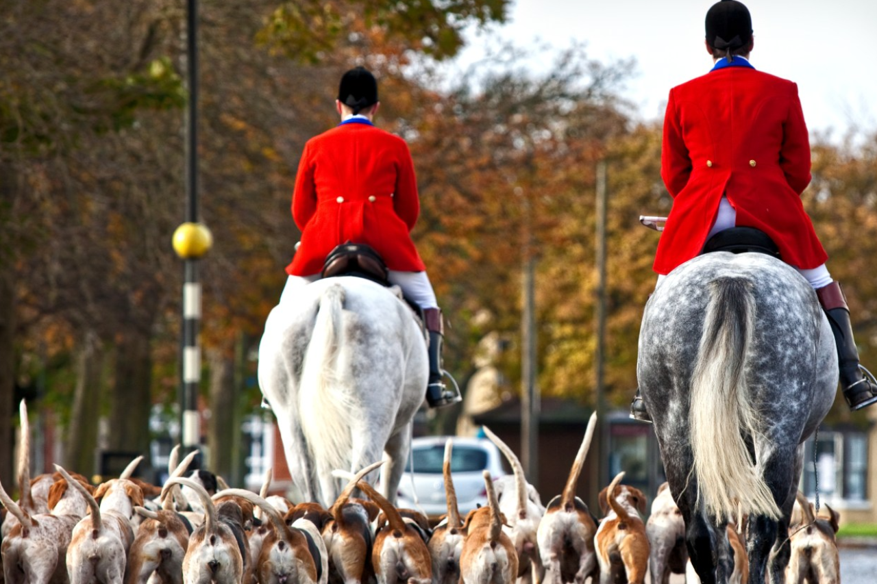 Fuchsjagd in England: Tradition vs. Tierschutz