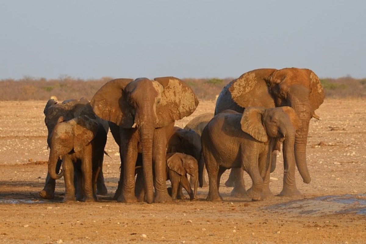 Die Rettung „alter und weiser“ Tiere ist für das Überleben der Art von entscheidender Bedeutung, sagen Wissenschaftler