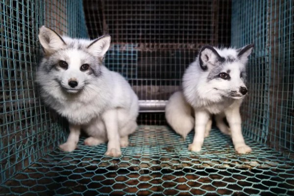 Die dunkle Realität der Pelztierhaltung in Finnland
