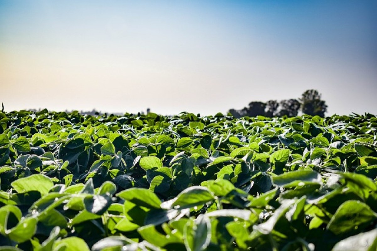 Die wachsende Bedeutung von Hülsenfrüchten in der pflanzlichen Ernährung und für die Umwelt