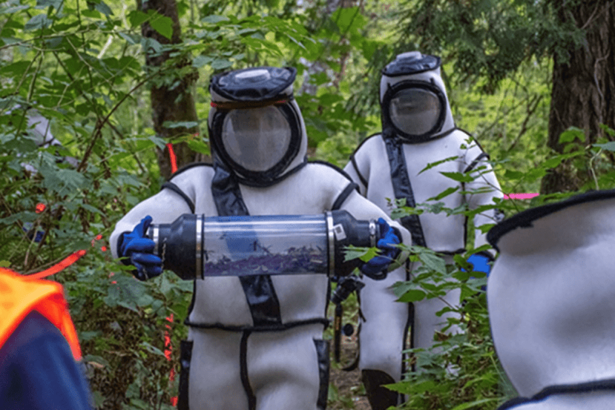Invasive Asiatische Killer-Hornissen sind in den USA vollständig ausgerottet