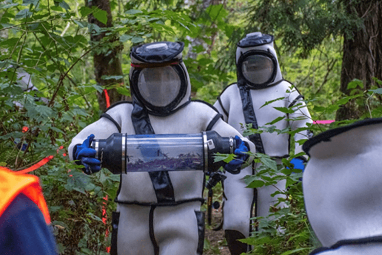 Invasive Asiatische Killer-Hornissen sind in den USA vollständig ausgerottet