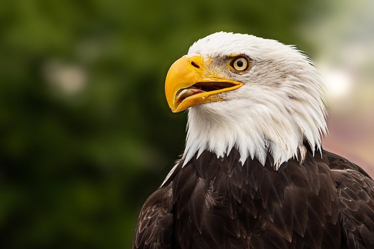 Weisskopfseeadler wird offiziell US-Nationalvogel