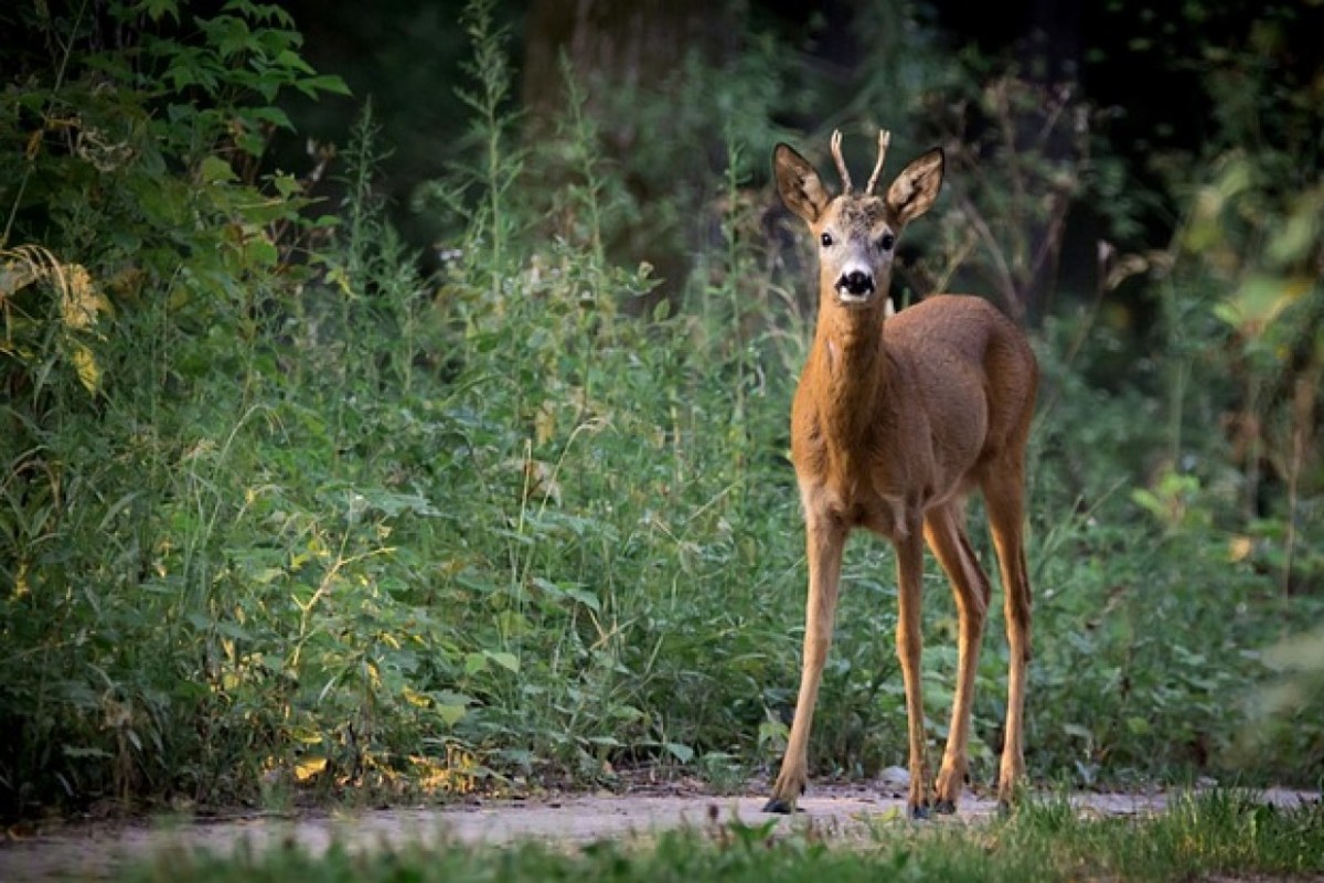 Kanton Bern will Wildtiere vor Störungen schützen