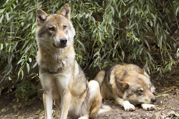 Berner Konvention prüft Schweizer Wolfsmanagement