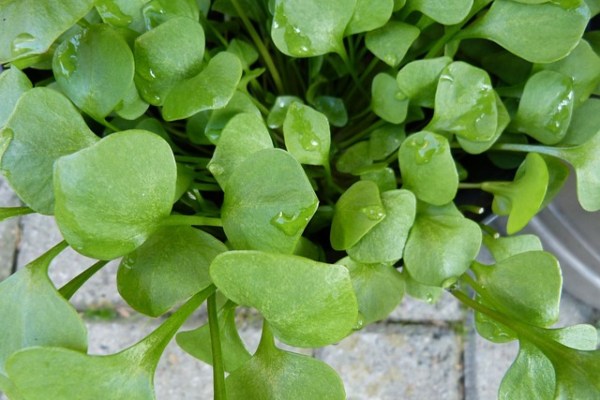 Pourpier : une herbe de niche résistante au froid